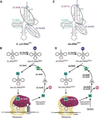 Harnessing selenocysteine to enhance microbial cell factories for hydrogen production